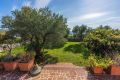 Villa Olive Tree
