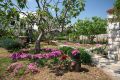 Dorcic 1